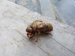 cicadashellside